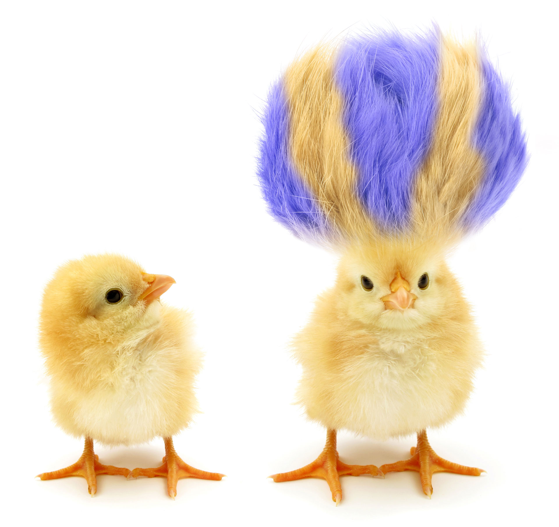 A chick with interesting hair